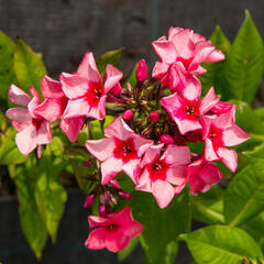 Plamenka latnatá 'Peacock Neon Purple' - Phlox paniculata 'Peacock Neon Purple'