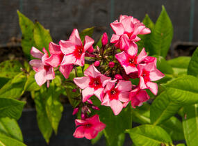 Plamenka latnatá 'Peacock Neon Purple' - Phlox paniculata 'Peacock Neon Purple'