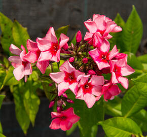 Plamenka latnatá 'Peacock Neon Purple' - Phlox paniculata 'Peacock Neon Purple'