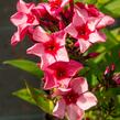 Plamenka latnatá 'Peacock Neon Purple' - Phlox paniculata 'Peacock Neon Purple'