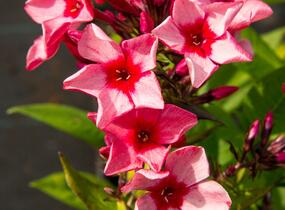 Plamenka latnatá 'Peacock Neon Purple' - Phlox paniculata 'Peacock Neon Purple'