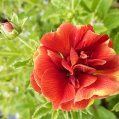 Mochna 'Arc-en-Ciel' - Potentilla 'Arc-en-Ciel'