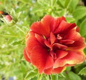 Mochna 'Arc-en-Ciel' - Potentilla 'Arc-en-Ciel'