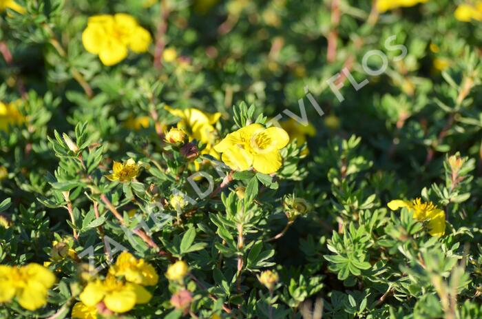 Mochna křovitá 'Goldteppich' - Potentilla fruticosa 'Goldteppich'