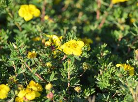 Mochna křovitá 'Goldteppich' - Potentilla fruticosa 'Goldteppich'