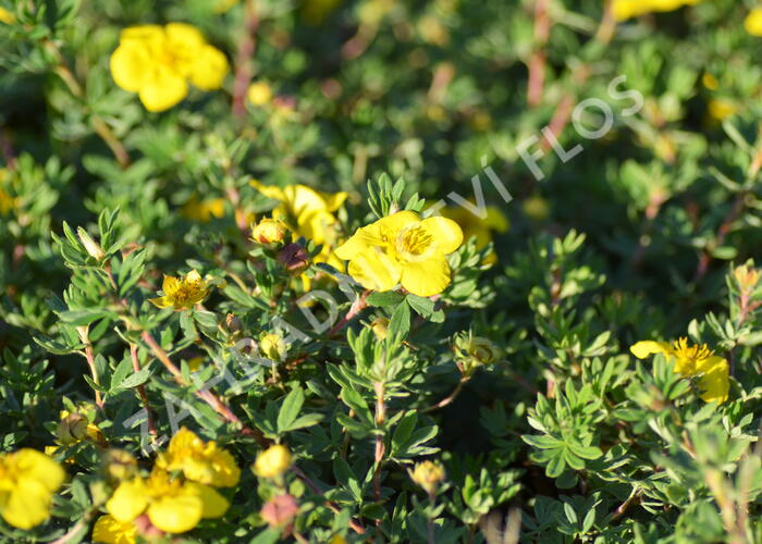 Mochna křovitá 'Goldteppich' - Potentilla fruticosa 'Goldteppich'