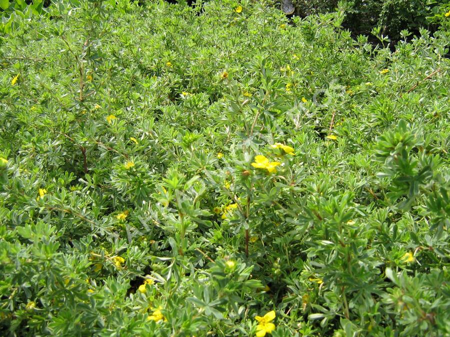 Mochna křovitá 'Goldteppich' - Potentilla fruticosa 'Goldteppich'