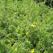 Mochna křovitá 'Goldteppich' - Potentilla fruticosa 'Goldteppich'