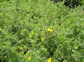Mochna křovitá 'Goldteppich' - Potentilla fruticosa 'Goldteppich'