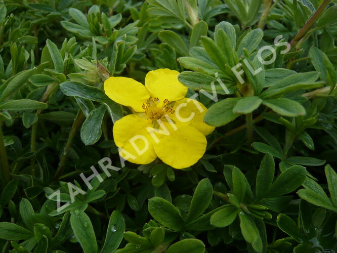 Mochna křovitá 'Goldteppich' - Potentilla fruticosa 'Goldteppich'