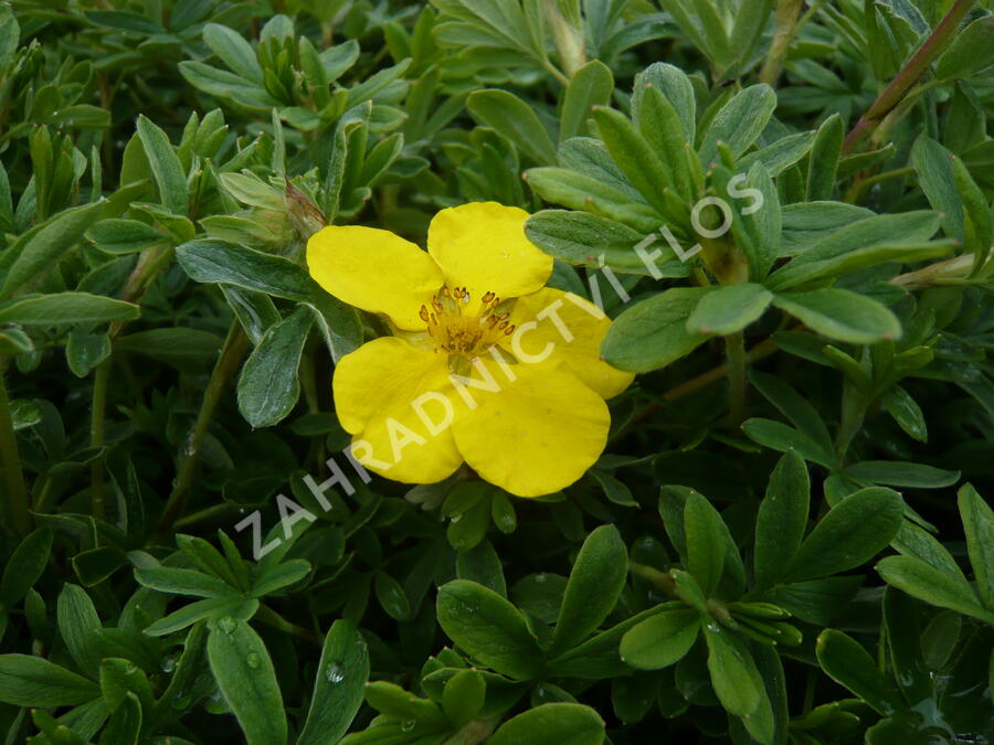 Mochna křovitá 'Goldteppich' - Potentilla fruticosa 'Goldteppich'