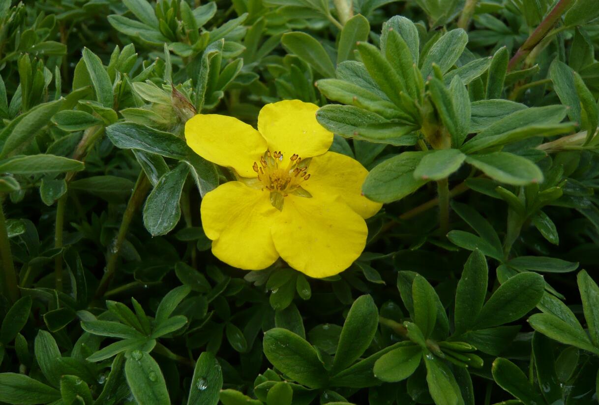 Mochna křovitá 'Goldteppich' - Potentilla fruticosa 'Goldteppich'