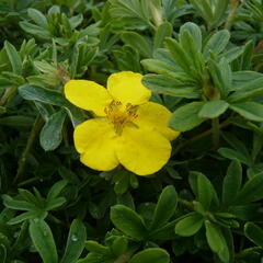 Mochna křovitá 'Goldteppich' - Potentilla fruticosa 'Goldteppich'