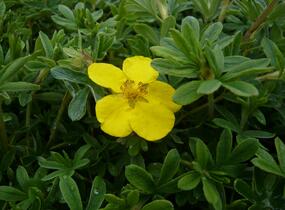 Mochna křovitá 'Goldteppich' - Potentilla fruticosa 'Goldteppich'