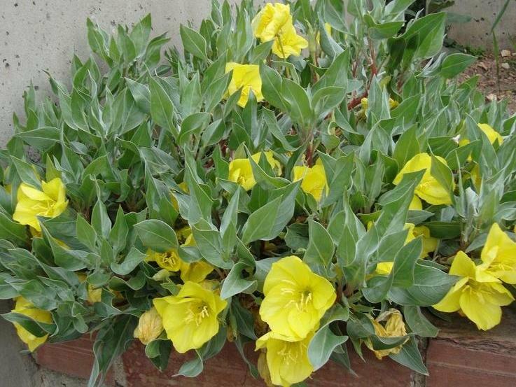 Pupalka velkoplodá - Oenothera macrocarpa ssp. incana