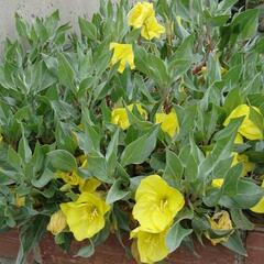 Pupalka velkoplodá - Oenothera macrocarpa ssp. incana