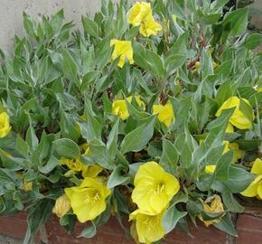 Pupalka velkoplodá - Oenothera macrocarpa ssp. incana