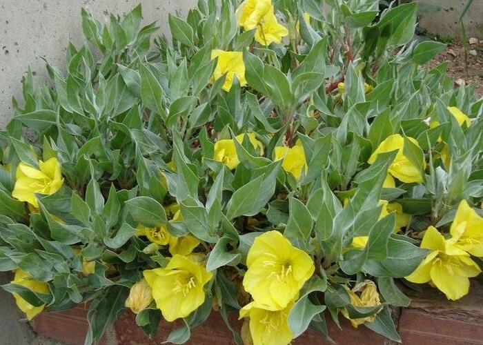 Pupalka velkoplodá - Oenothera macrocarpa ssp. incana