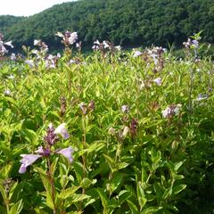 Šanta 'Pink Dreams' - Nepeta subsessilis 'Pink Dreams'