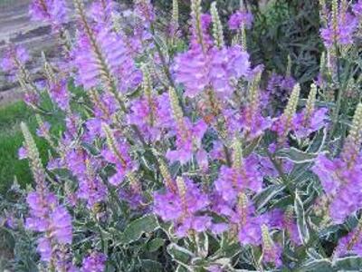 Včelník virginský 'Variegata' - Physostegia virginiana 'Variegata'