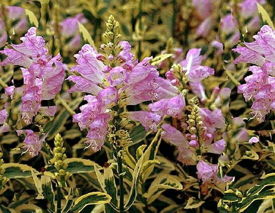 Včelník virginský 'Variegata' - Physostegia virginiana 'Variegata'