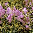 Včelník virginský 'Variegata' - Physostegia virginiana 'Variegata'