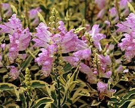 Včelník virginský 'Variegata'