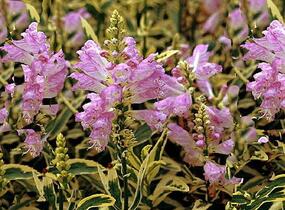 Včelník virginský 'Variegata' - Physostegia virginiana 'Variegata'