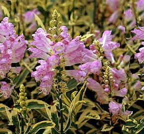 Včelník virginský 'Variegata' - Physostegia virginiana 'Variegata'