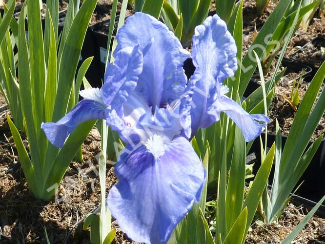 Kosatec německý 'Pepita' - Iris barbata-nana 'Pepita'