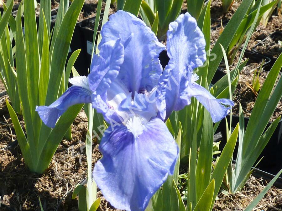 Kosatec německý 'Pepita' - Iris barbata-nana 'Pepita'