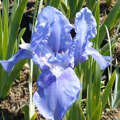 Kosatec německý 'Pepita' - Iris barbata-nana 'Pepita'