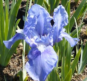 Kosatec nízký 'Pepita' - Iris barbata-nana 'Pepita'