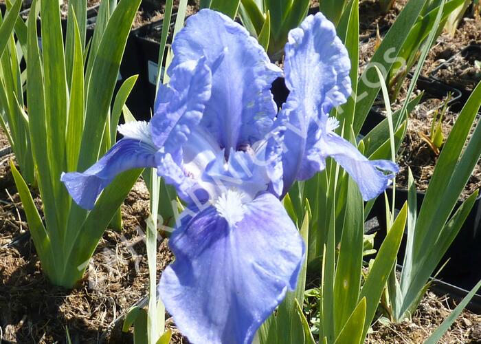 Kosatec německý 'Pepita' - Iris barbata-nana 'Pepita'