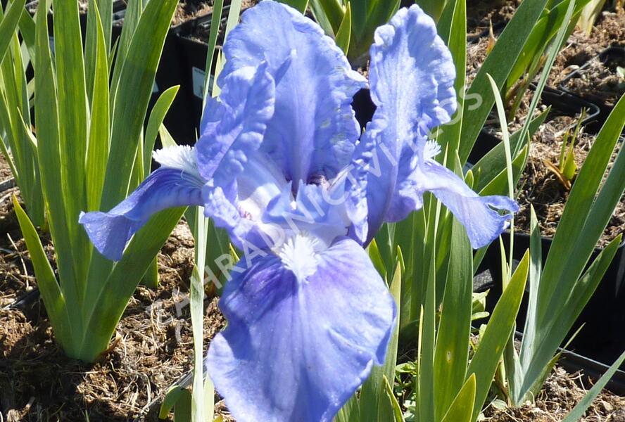 Kosatec nízký 'Pepita' - Iris barbata-nana 'Pepita'