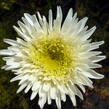 Kopretina velkokvětá 'Fiona Coghill' - Leucanthemum x superbum 'Fiona Coghill'