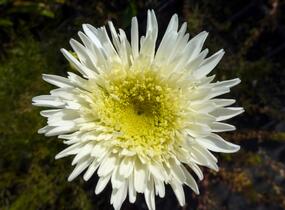 Kopretina velkokvětá 'Fiona Coghill' - Leucanthemum x superbum 'Fiona Coghill'