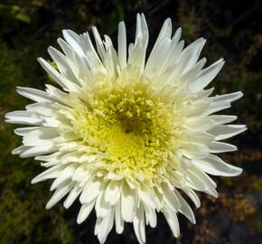 Kopretina velkokvětá 'Fiona Coghill' - Leucanthemum x superbum 'Fiona Coghill'