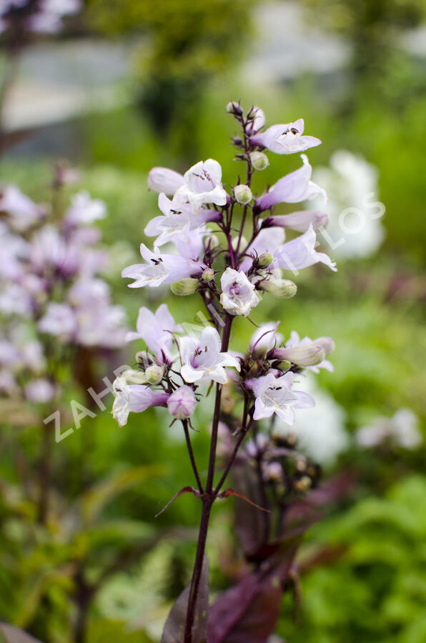 Dračík 'Husker Red' - Penstemon digitalis 'Husker Red'