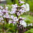 Dračík 'Husker Red' - Penstemon digitalis 'Husker Red'