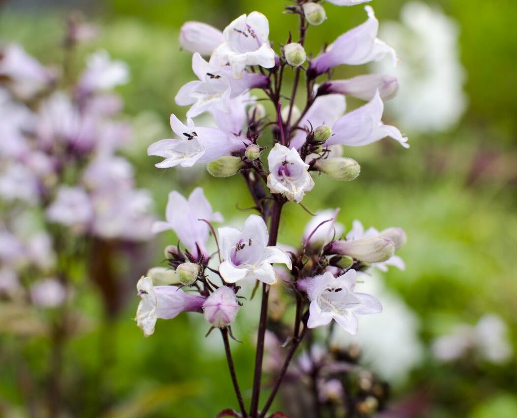 Dračík 'Husker Red' - Penstemon digitalis 'Husker Red'