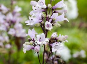 Dračík 'Husker Red' - Penstemon digitalis 'Husker Red'