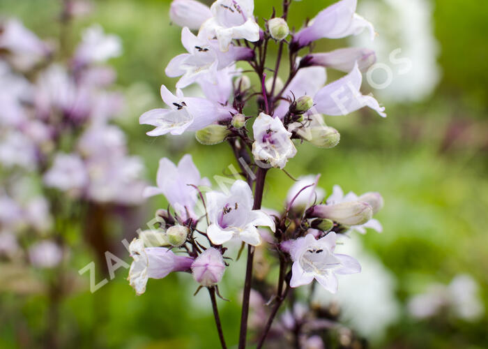 Dračík 'Husker Red' - Penstemon digitalis 'Husker Red'