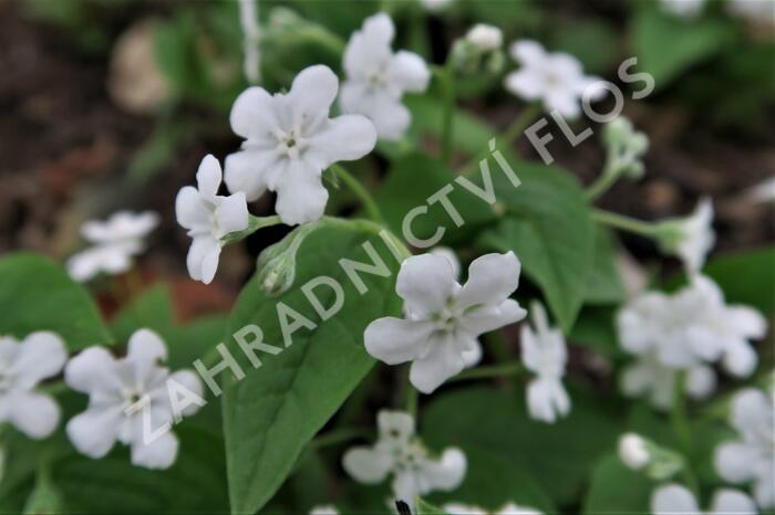 Pupkovec jarní 'Alba' - Omphalodes verna 'Alba'