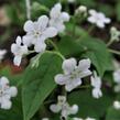 Pupkovec jarní 'Alba' - Omphalodes verna 'Alba'