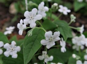 Pupkovec jarní 'Alba' - Omphalodes verna 'Alba'