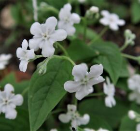 Pupkovec jarní 'Alba' - Omphalodes verna 'Alba'