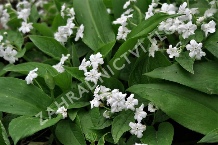 Pupkovec jarní 'Alba' - Omphalodes verna 'Alba'