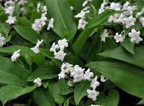 Pupkovec jarní 'Alba' - Omphalodes verna 'Alba'