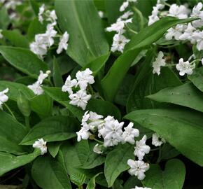 Pupkovec jarní 'Alba' - Omphalodes verna 'Alba'